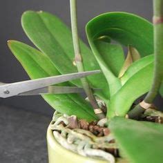 mature orhidea|Orchid Care .